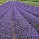 lavender-5493240_960_720