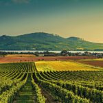 wine-4565911_960_720