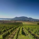 wine-4565923_960_720