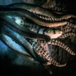 octopus-2745286_1920-1