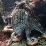 octopus-428745_1920 (1)